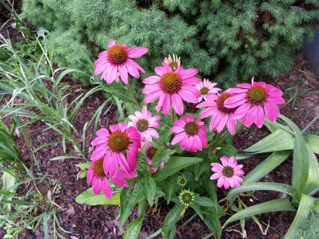Echinacea at Healthy Mind Body