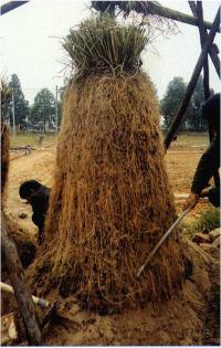 Vetiver has huge roots